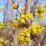 Cornus mas 'Golden Glory'.png